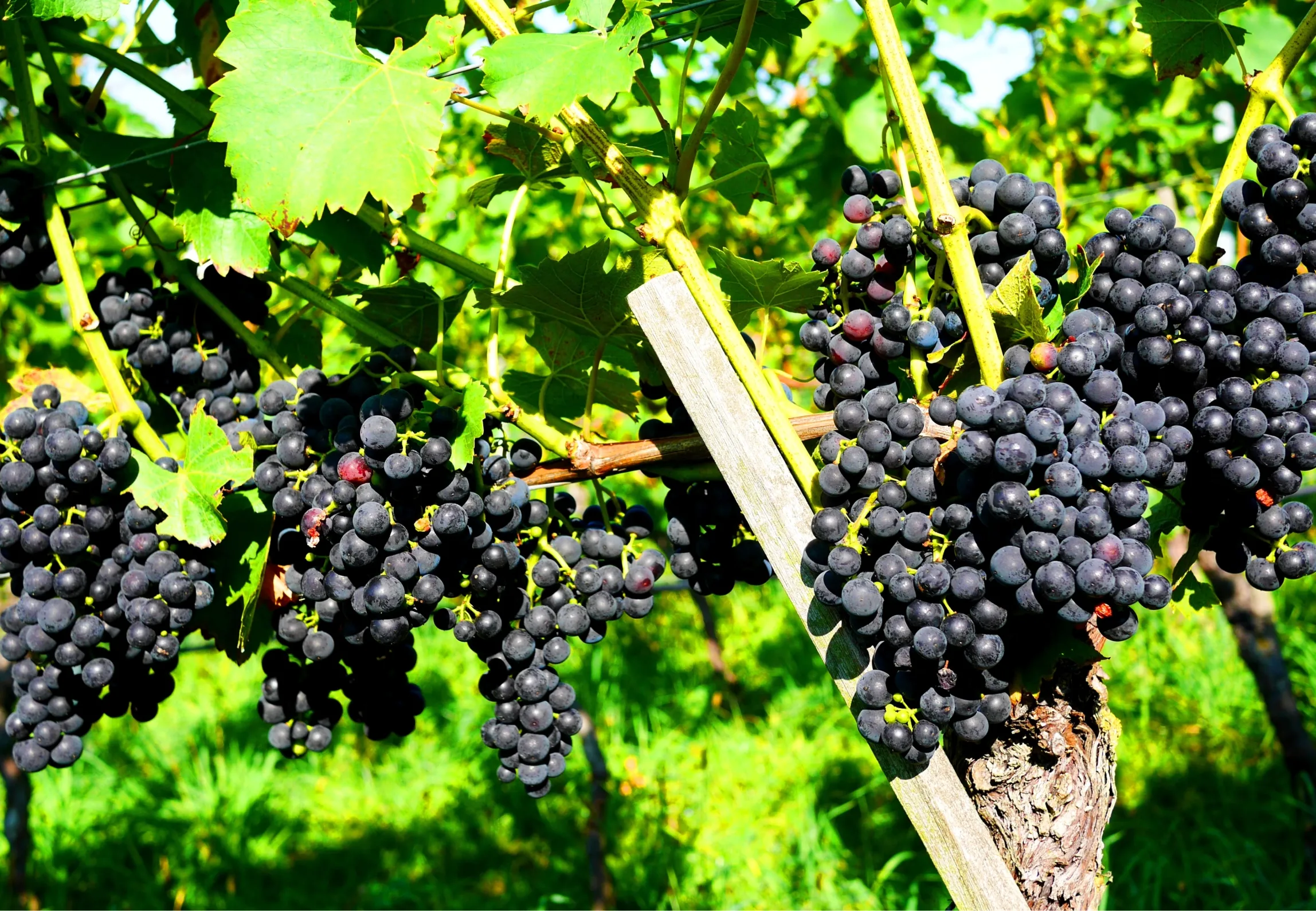 赤ワインの世界：主な葡萄品種 - Image 2